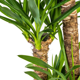 Yucca Elephantipes met mand Ø24cm - ↕120 (48784)