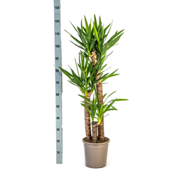 Yucca Elephantipes met mand Ø24cm - ↕120 (48784)