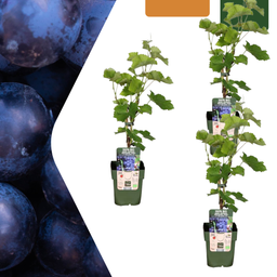 Premium basics 3 x Biologische Druivenplanten - Ø 13 cm - ↨ 20 cm (48371)
