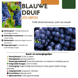Premium basics 3 x Biologische Druivenplanten - Ø 13 cm - ↨ 20 cm (48371)
