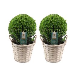 Plants by frank 2x Ilex crenata 'Jenny' bol in rietenmand | set van 2 stuks | 20 cm Ø diameter (8721001420360)
