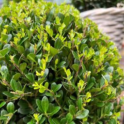 Plants by frank 2x Ilex crenata 'Jenny' bol in rietenmand | set van 2 stuks | 20 cm Ø diameter (8721001420360)
