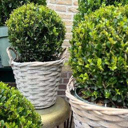 Plants by frank 2x Ilex crenata 'Jenny' bol in rietenmand | set van 2 stuks | 20 cm Ø diameter (8721001420360)