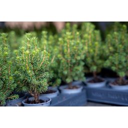 3x Mini-kerstboom - ↑15-20 cm - Ø 6 cm Picea Glauca Perfecta (8720872025360)