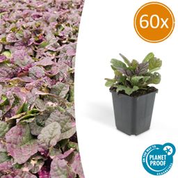 Garden basics 60x Ajuga reptans 'Burgundy Glow' - ↕10-25cm - Ø9cm (47573)
