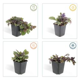 Garden basics 60x Ajuga reptans 'Burgundy Glow' - ↕10-25cm - Ø9cm (47573)