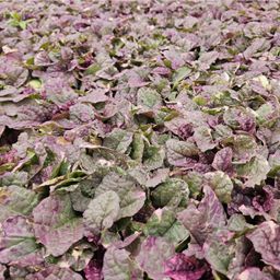 Garden basics 60x Ajuga reptans 'Burgundy Glow' - ↕10-25cm - Ø9cm (47573)