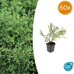 Garden basics 60x Symphoricarpos ch. 'Hancock' - ↕10-25cm - Ø9cm (48004)