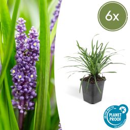 Garden basics 6x Liriope muscari 'Big Blue' - ↕10-25cm - Ø9cm (47891)