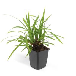 Garden basics 6x Carex morrowii 'Irish Green' - ↕10-25cm - Ø9cm (47646)
