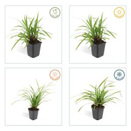 Garden basics 6x Carex morrowii 'Irish Green' - ↕10-25cm - Ø9cm (47646)