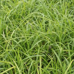 Garden basics 6x Carex morrowii 'Irish Green' - ↕10-25cm - Ø9cm (47646)