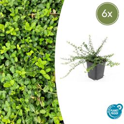 Garden basics 6x Euonymus fort. 'Minimus' - ↕10-25cm - Ø9cm (47713)