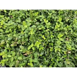 Garden basics 6x Euonymus fort. 'Minimus' - ↕10-25cm - Ø9cm (47713)