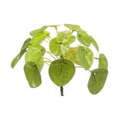 Pilea mini bush 13cm (8714344288667)