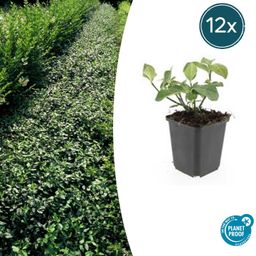 Garden basics 12x Euonymus fort. 'Dart's Blanket' - ↕10-25cm - Ø9cm (47702)