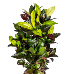 Codiaeum 'Croton' Iceton Ø21cm - ↕60 (4250308316648)
