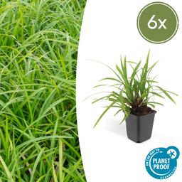 Garden basics 6x Carex morrowii 'Irish Green' - ↕10-25cm - Ø9cm (47646)
