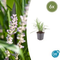 Garden basics 6x Liriope muscari 'Monroe White' - ↕10-25cm - Ø9cm (47906)