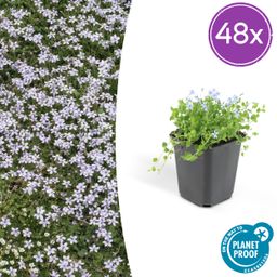 Garden basics 48x Isotoma fluviatilis - ↕10-25cm - Ø9cm (50454)