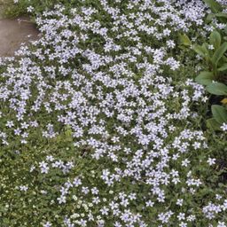 Garden basics 48x Isotoma fluviatilis - ↕10-25cm - Ø9cm (50454)