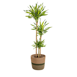 Dracaena Deremensis Rikki met mand Ø24cm - ↕130 (48773)