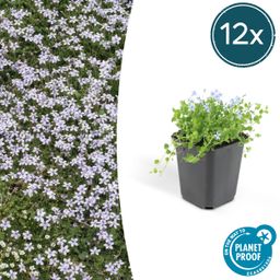 Garden basics 12x Isotoma fluviatilis - ↕10-25cm - Ø9cm (47862)