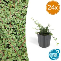 Garden basics 24x Cotoneaster pr. 'Queen of Carpets' - ↕10-25cm - Ø9cm (50288)