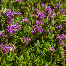 Garden basics 48x thymus serpyllum - ↕10-25cm - Ø9cm (54774)