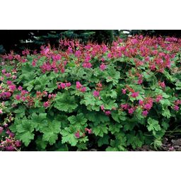 Garden basics 12x Geranium macr. 'Czakor' - ↕10-25cm - Ø9cm (47783)