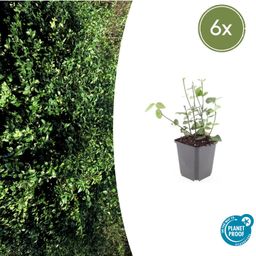 Garden basics 6x Euonymus fort. 'Coloratus' - ↕10-25cm - Ø9cm (47696)