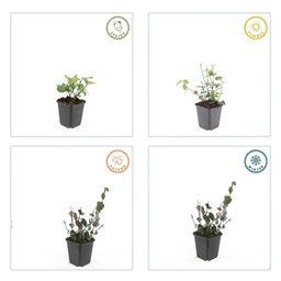 Garden basics 6x Euonymus fort. 'Coloratus' - ↕10-25cm - Ø9cm (47696)