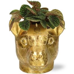 Peperomia Green Bubble + Planter Giraf D11/14x11cm - Goud (42524)