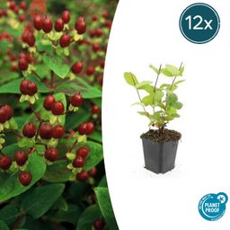 Garden basics 12x Hypericum inodorum 'Beauty' - ↕10-25cm - Ø9cm (47842)
