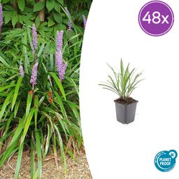 Garden basics 48x Liriope muscari 'Ingwersen' - ↕10-25cm - Ø9cm (50471)