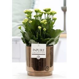 Kalanchoe White In P&PURE Juliette Ceramics Goldbronze (53365)