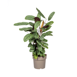 Calathea Oppenheimiana Ø24cm - ↕80 (4250308317034)