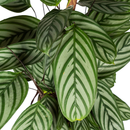 Calathea Oppenheimiana Ø24cm - ↕80 (4250308317034)