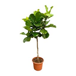 Ficus Lyrata boom XXL - 200 cm - ø40 (8721055693451)