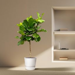 Ficus Lyrata boom XXL - 200 cm - ø40 (8721055693451)