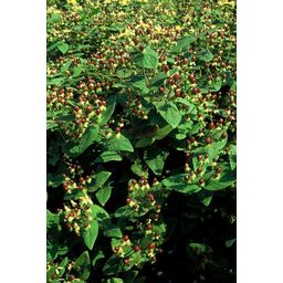 Garden basics 12x Hypericum inodorum 'Beauty' - ↕10-25cm - Ø9cm (47842)