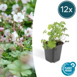 Garden basics 12x Geranium cant. 'Biokovo' - ↕10-25cm - Ø9cm (47768)
