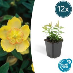 Garden basics 12x Hypericum calycinum - ↕10-25cm - Ø9cm (46940)