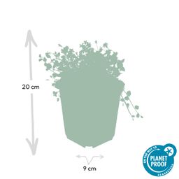 Garden basics 6x Isotoma fluviatilis - ↕10-25cm - Ø9cm (47861)