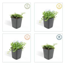 Garden basics 6x Isotoma fluviatilis - ↕10-25cm - Ø9cm (47861)