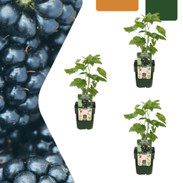 Premium basics 3 x Biologische bramenplanten - Ø 13 cm - ↨ 20 cm (48367)