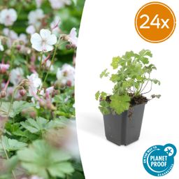 Garden basics 24x Geranium cant. 'Biokovo' - ↕10-25cm - Ø9cm (50416)