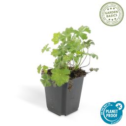 Garden basics 24x Geranium cant. 'Biokovo' - ↕10-25cm - Ø9cm (50416)