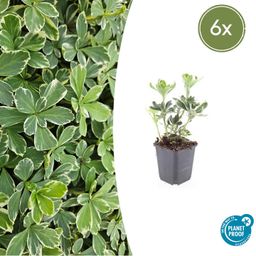Garden basics 6x Pachysandra term. 'Variegata' - ↕10-25cm - Ø9cm (47950)