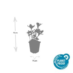 Garden basics 6x Pachysandra term. 'Variegata' - ↕10-25cm - Ø9cm (47950)